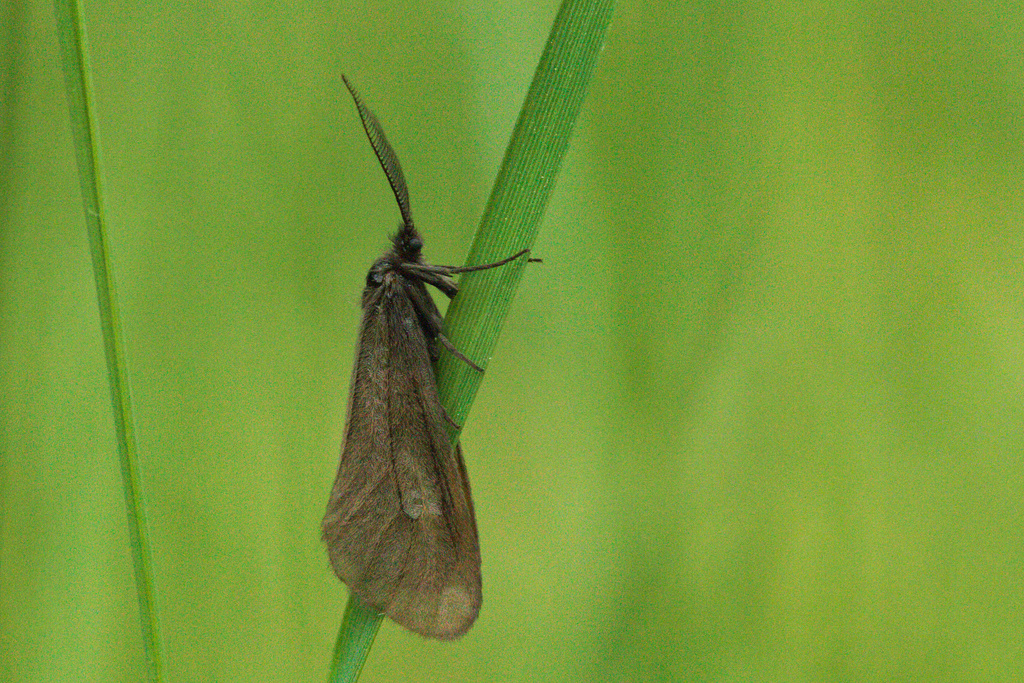 Heterogynis paradoxa