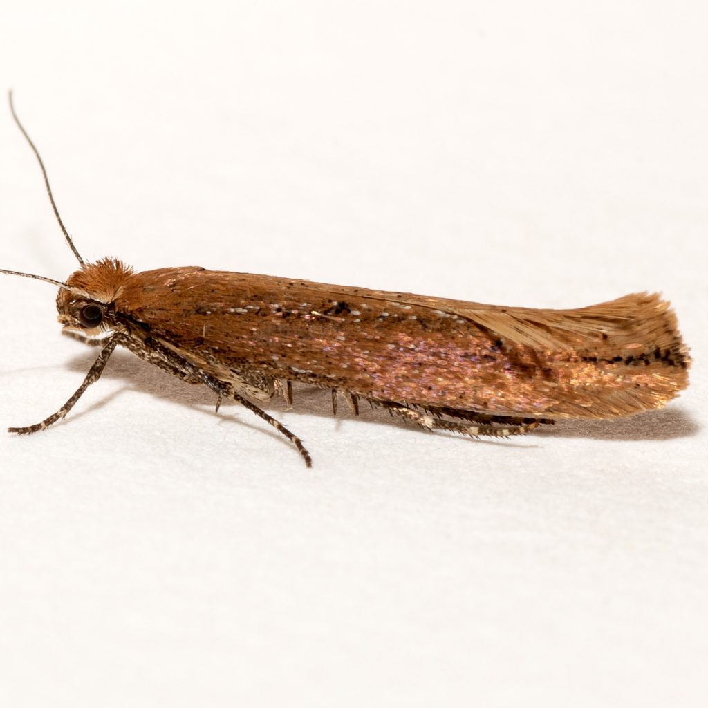 Ypsolopha arizonella