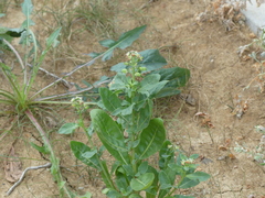 Reseda odorata