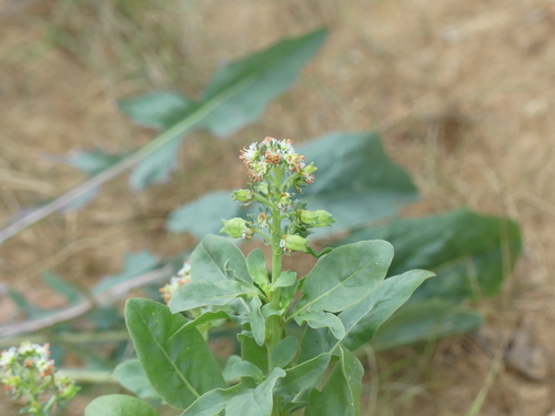 Reseda odorata, photograph 1