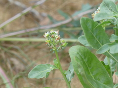 (c) DDutrey, some rights reserved (CC BY) Reseda odorata, photograph (c) DDutrey, some rights reserved (CC BY)