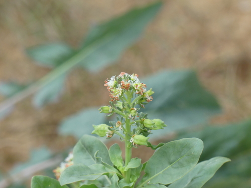 Reseda odorata, photograph 3