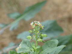 (c) DDutrey, some rights reserved (CC BY) Reseda odorata, photograph (c) DDutrey, some rights reserved (CC BY)