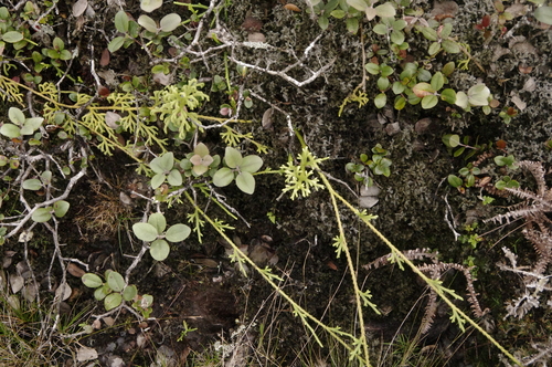 Image of Lycopodium venustulum by (c) Eric Knight, some rights reserved (CC BY)