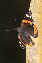 Vanessa atalanta