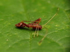 Paraxenetus guttulatus