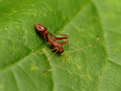 Paraxenetus guttulatus