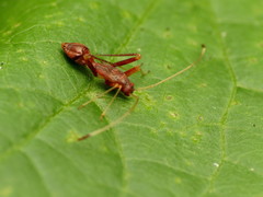Paraxenetus guttulatus