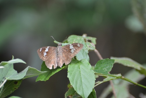 Celaenorrhinus stola
