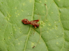 Paraxenetus guttulatus