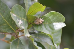 Apateticus lineolatus