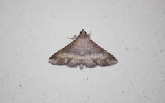 Hypospila bolinoides