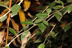 Cotoneaster simonsii