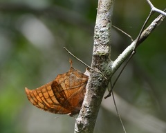 Consul excellens genini