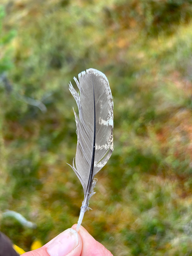 Plume de Gélinotte des bois