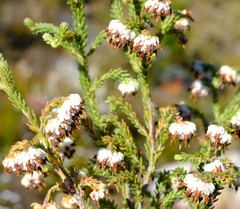 Erica cumuliflora