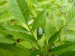 Hoplia parvula