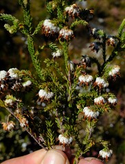 Erica cumuliflora
