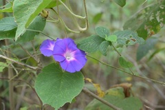 Ipomoea villifera