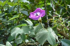 Ipomoea villifera