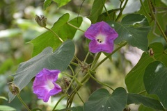 Ipomoea villifera