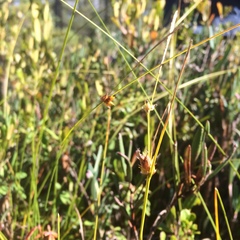 Carex oligosperma