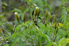 Merremia platyphylla
