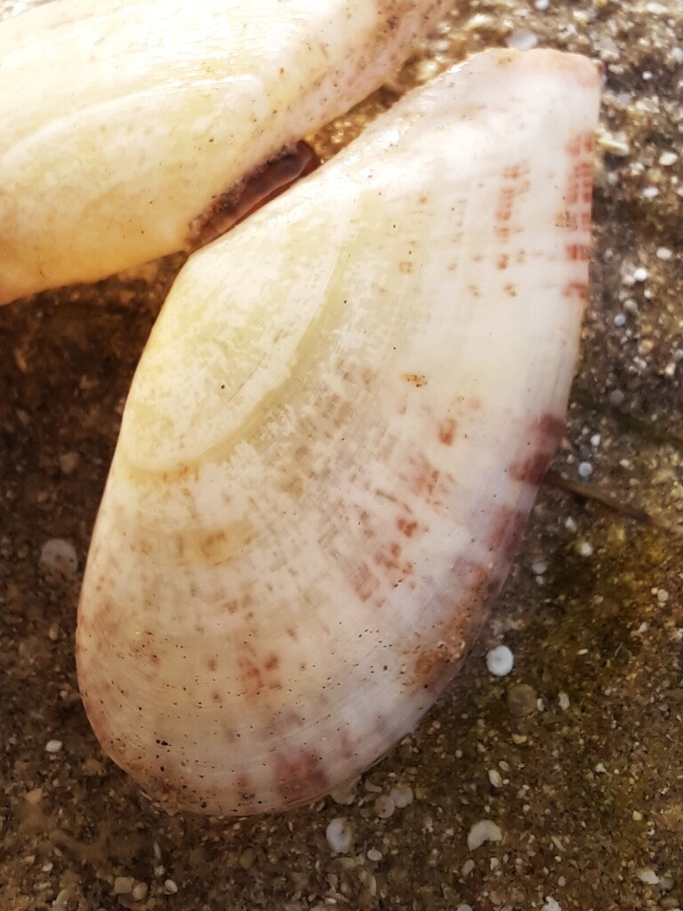 Tellinella tithonia