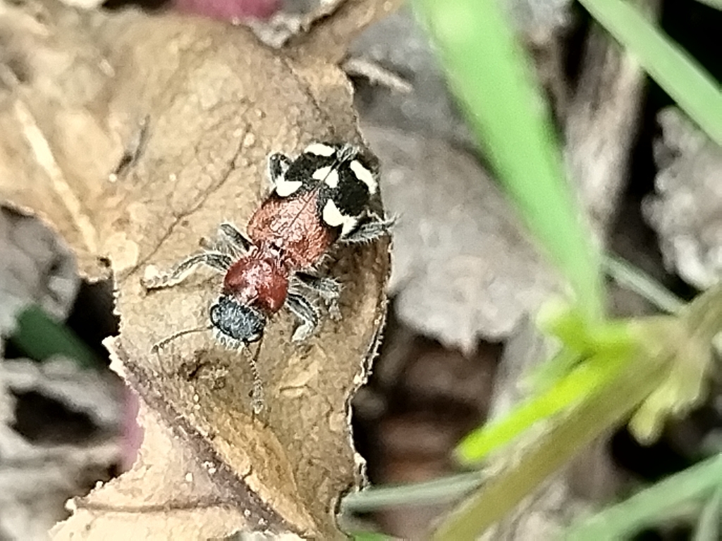 Enoclerus decussatus