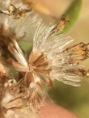 Solidago albopilosa