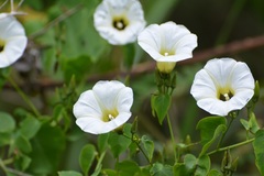 Ipomoea corymbosa