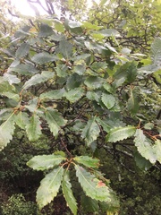 Quercus canariensis