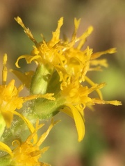 Solidago albopilosa