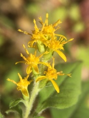 Solidago albopilosa