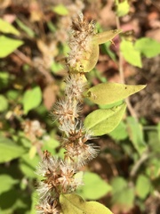 Solidago albopilosa