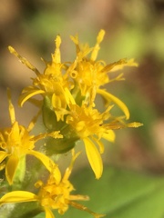 Solidago albopilosa
