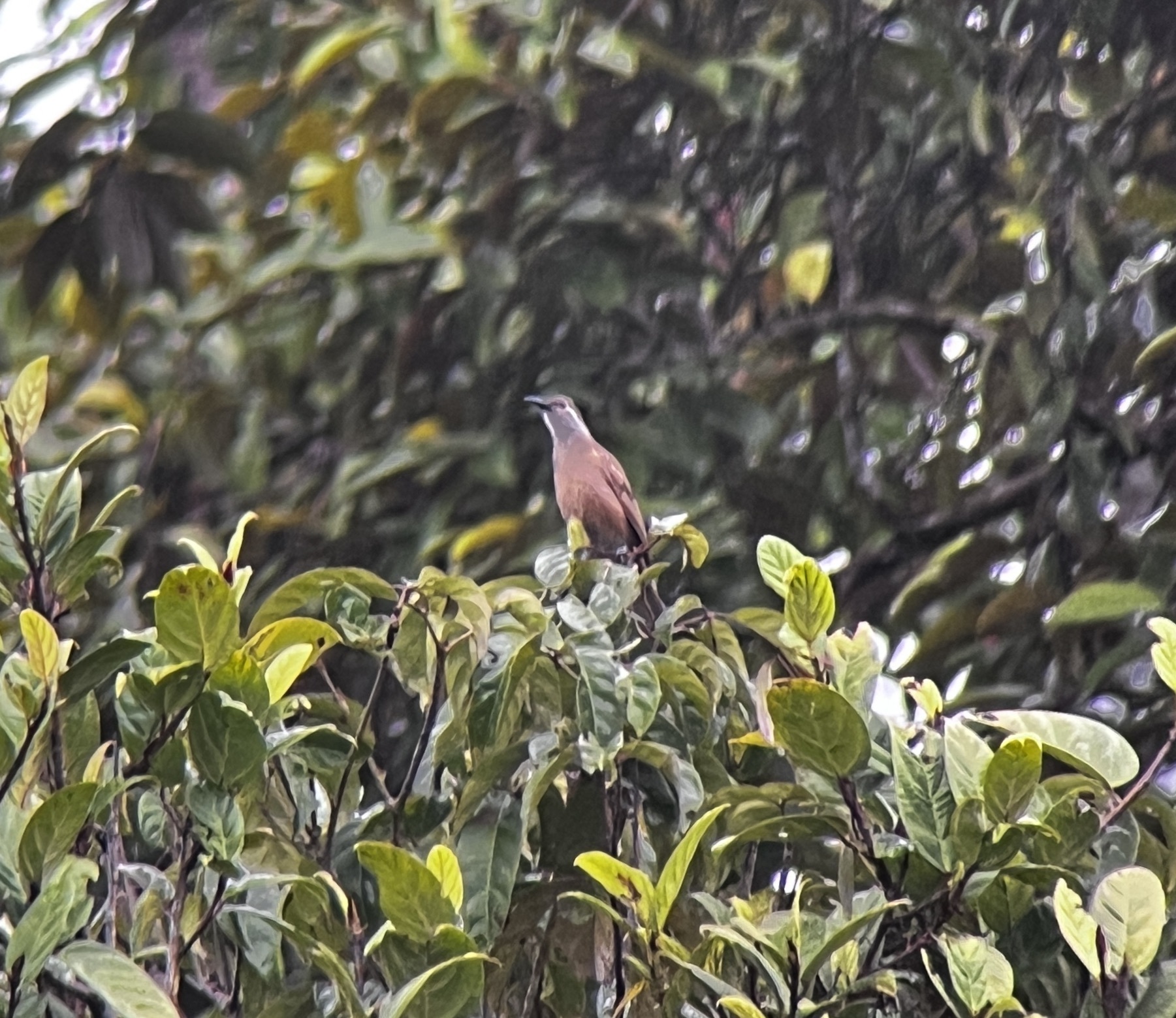Tawny-breasted Honeyeater (Xanthotis flaviventer), photo 1