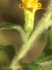 Solidago albopilosa