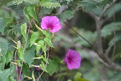 Ipomoea bernoulliana