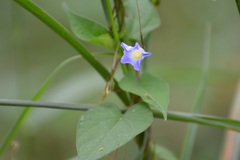 Ipomoea aristolochiifolia