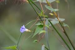 Ipomoea aristolochiifolia