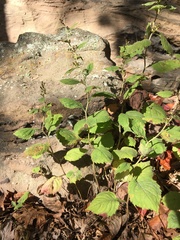 Solidago albopilosa