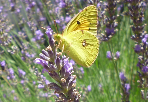 Clouded yellow