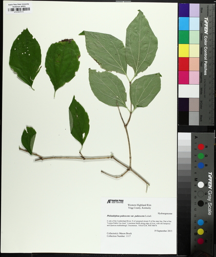 Hoary Mock Orange (Philadelphus pubescens)