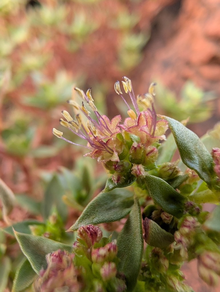 Pomax rupestris