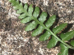Asplenium bradleyi