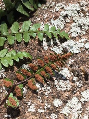 Asplenium bradleyi