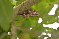 Eryphanis aesacus