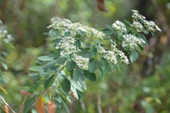 Euphorbia leucocephala