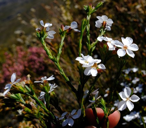 Blokkop Porcelainflower (Acmadenia faucitincta)